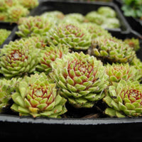 Dwarf Hens and Chicks - Green - Sempervivum tectorum