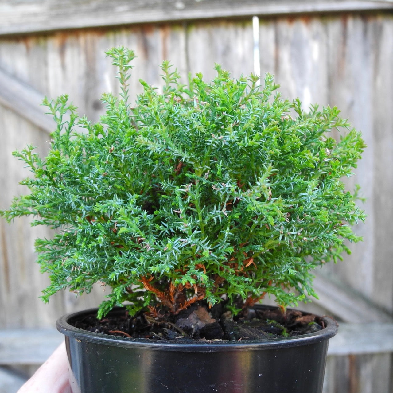 Little Charmer Dwarf Hinoki Cypress - Chameacyparis obtusa 'Little Charmer'