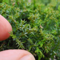 Little Charmer Dwarf Hinoki Cypress - Chameacyparis obtusa 'Little Charmer'