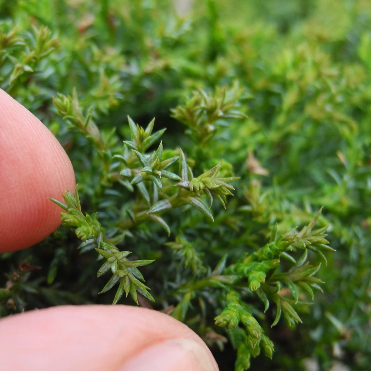 Little Charmer Dwarf Hinoki Cypress - Chameacyparis obtusa 'Little Charmer'