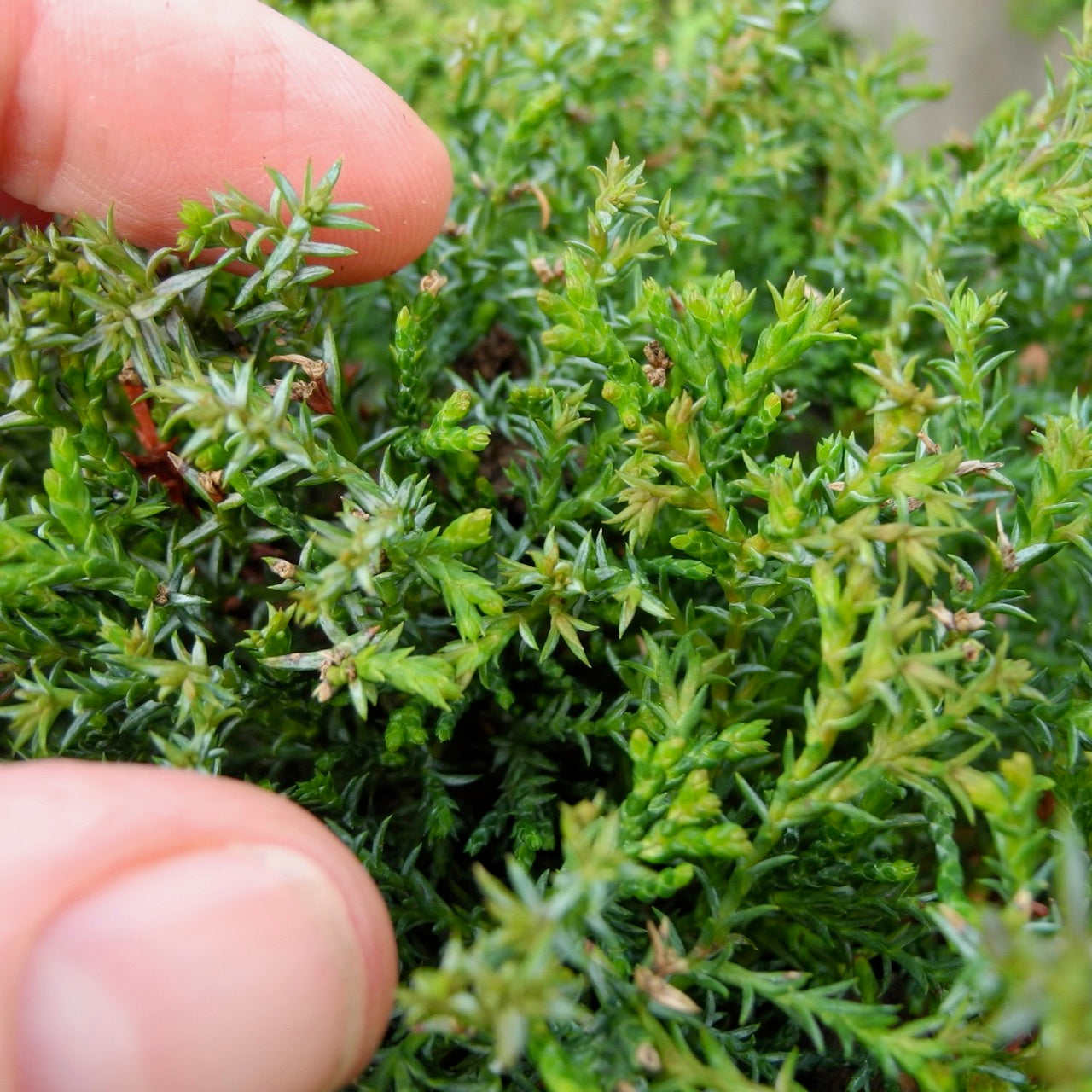 Little Charmer Dwarf Hinoki Cypress - Chameacyparis obtusa 'Little Charmer'