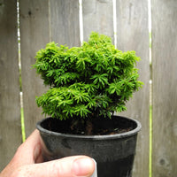 Hornbeck Canada Hemlock - Tsuga canadensis 'Hornbeck'