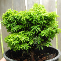 Hornbeck Canada Hemlock - Tsuga canadensis 'Hornbeck'