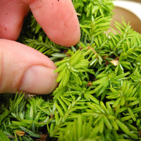 Hornbeck Canada Hemlock - Tsuga canadensis 'Hornbeck'