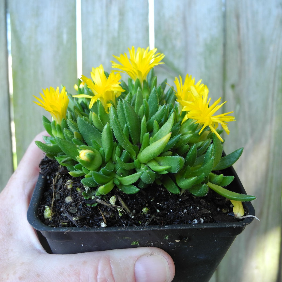 Yellow Ice Plant - Delosperma congesta