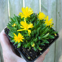 Yellow Ice Plant - Delosperma congesta