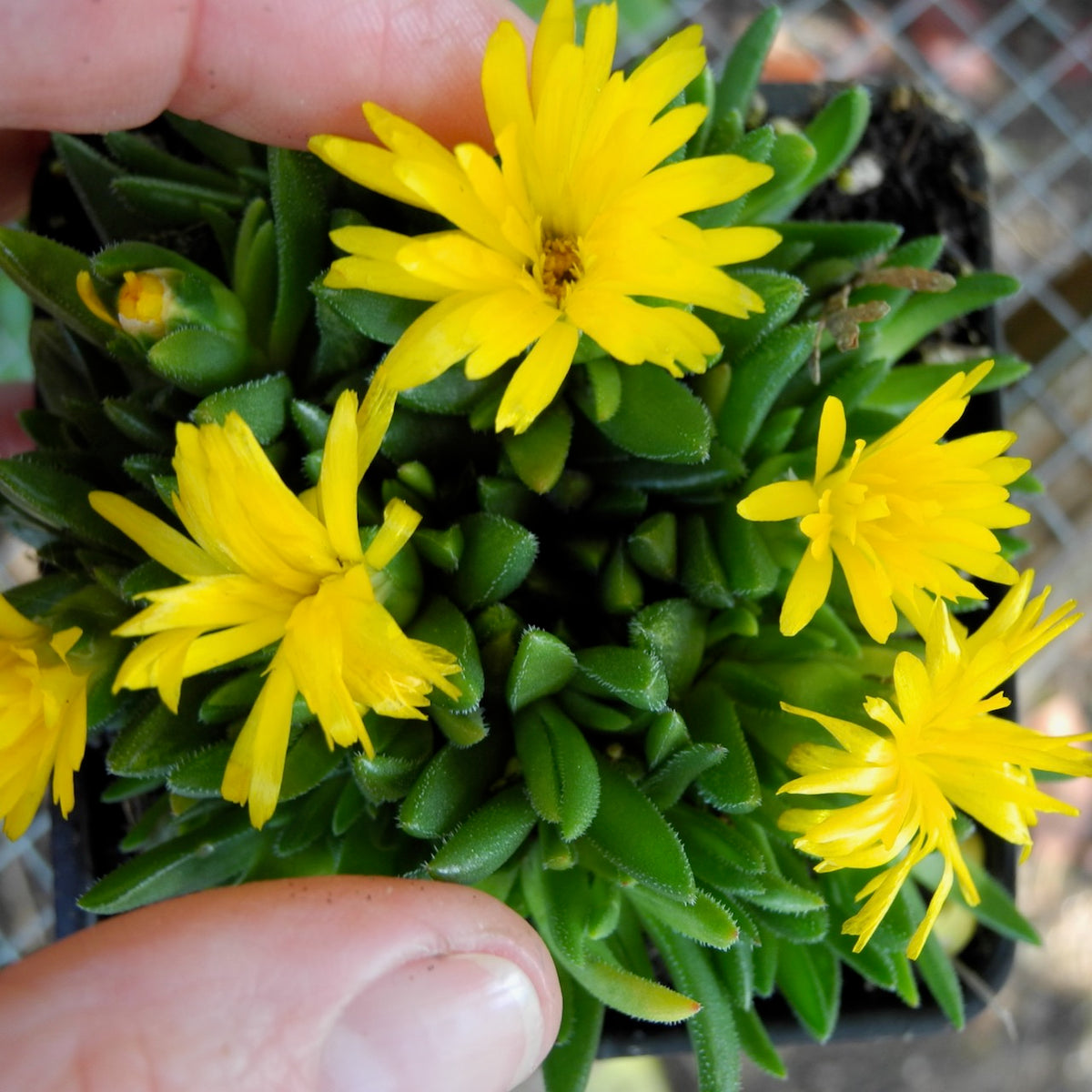 Yellow Ice Plant - Delosperma congesta