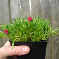 Jewel of Desert Ice Plant - Delosperma cooperi 'Jewel of Desert'