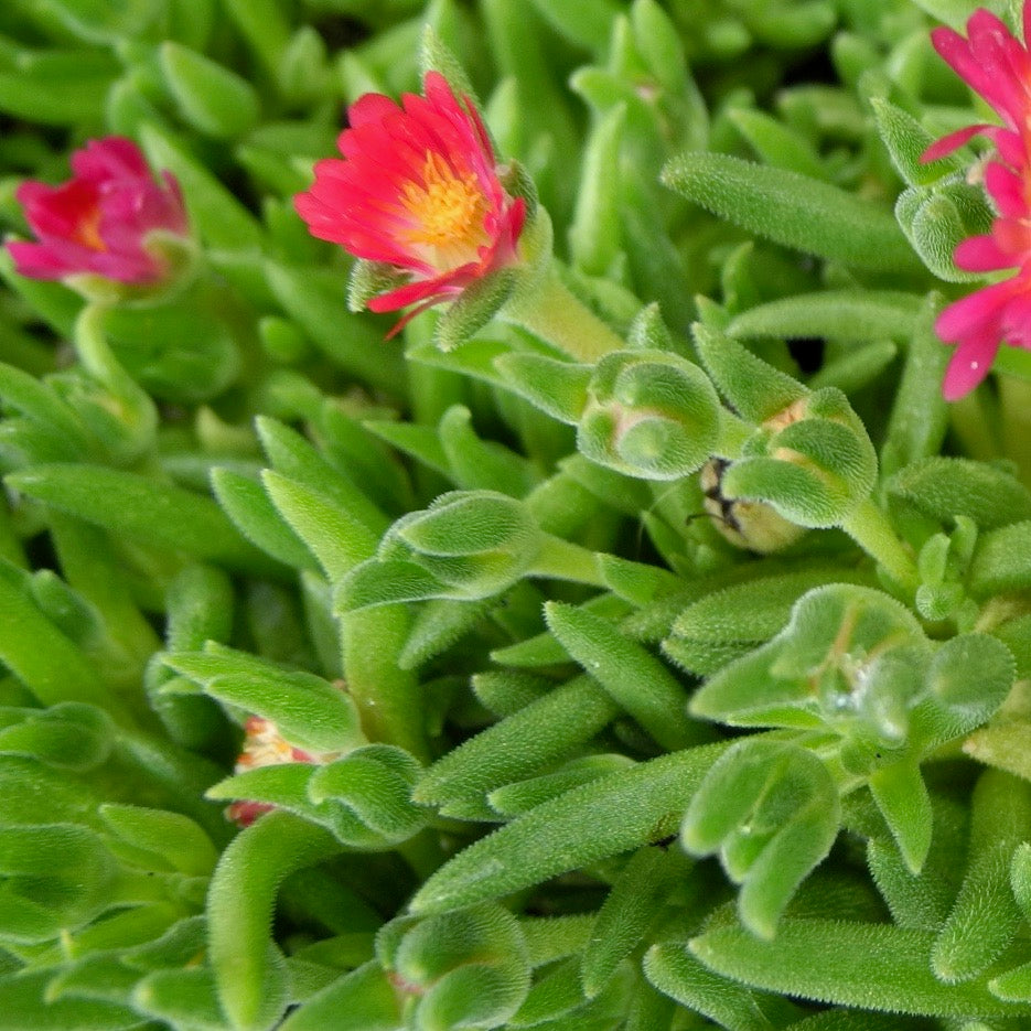Jewel of Desert Ice Plant - Delosperma cooperi 'Jewel of Desert'