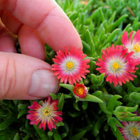 Jewel of Desert Ice Plant - Delosperma cooperi 'Jewel of Desert'