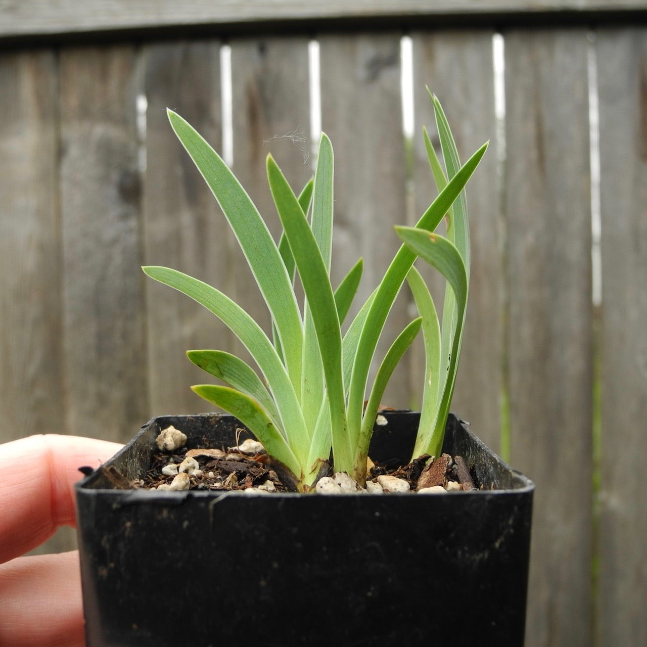 Miniature Bearded Iris (Pale Yellow) - Iris suaveolens (I. Mellita)