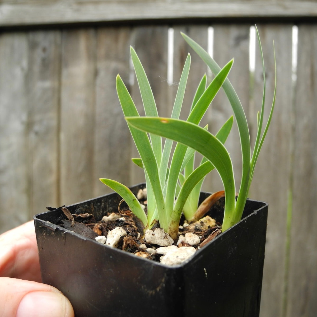 Miniature Bearded Iris (Pale Yellow) - Iris suaveolens (I. Mellita)