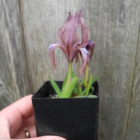 Miniature Bearded Iris (Purple) - Iris suaveolens 'Rubromarginata'