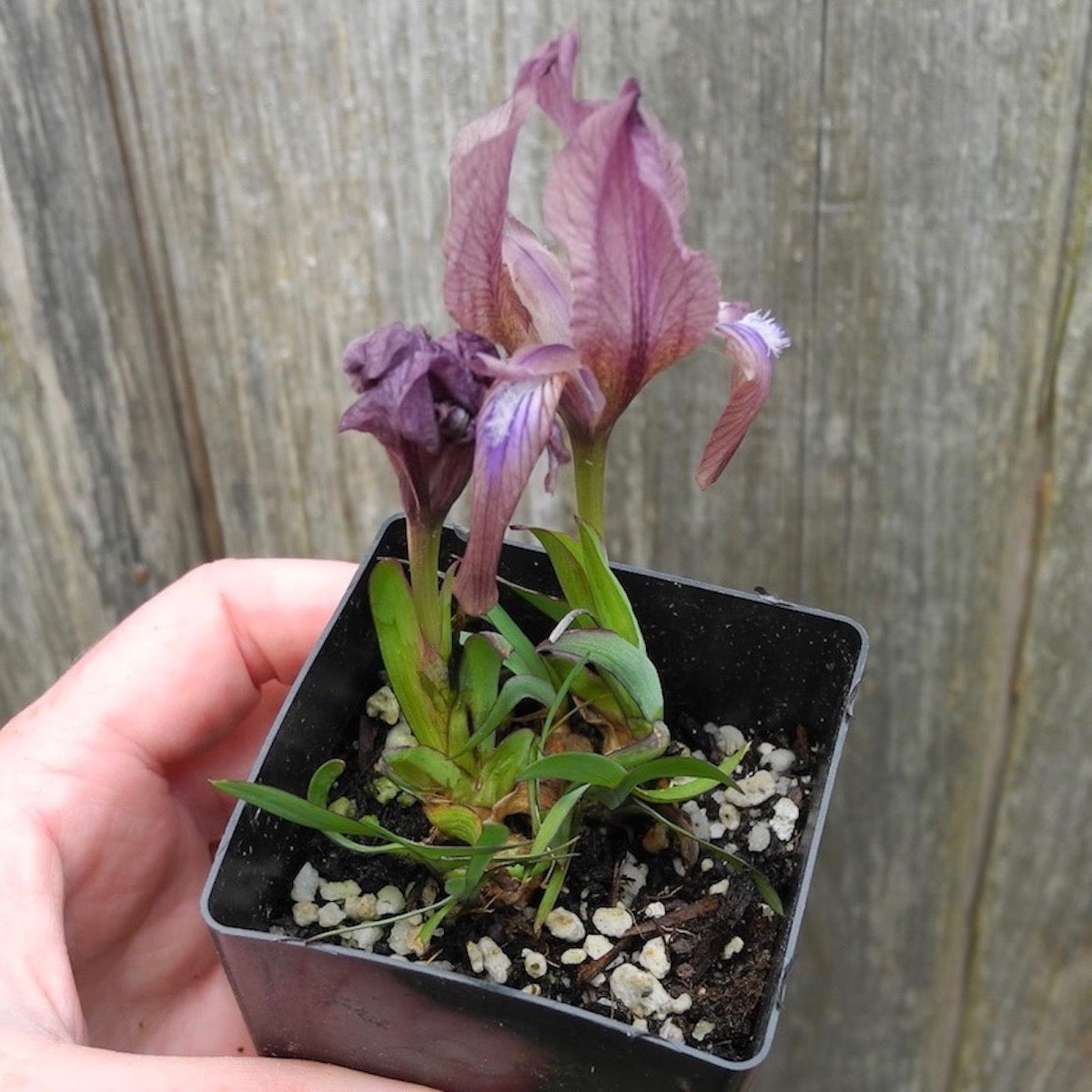 Miniature Bearded Iris (Purple) - Iris suaveolens 'Rubromarginata'