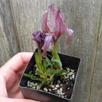 Miniature Bearded Iris (Purple) - Iris suaveolens 'Rubromarginata'