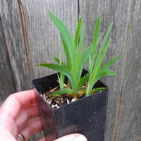 Miniature Bearded Iris (Purple) - Iris suaveolens 'Rubromarginata'
