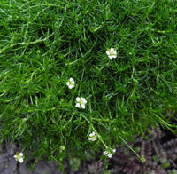 Irish Moss - Sagina subulata