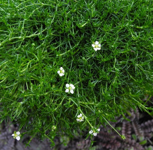 Miniature Garden Plant Irish Moss - Sagina subulata – Two Green Thumbs ...