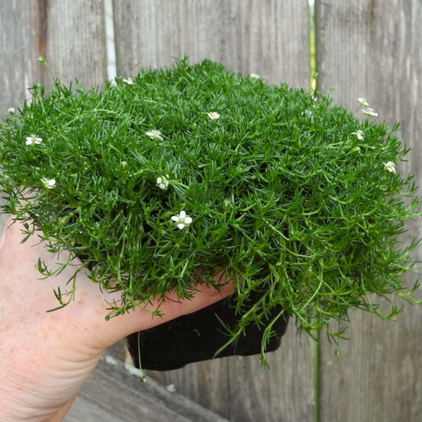 Miniature Garden Plant Irish Moss - Sagina subulata – Two Green Thumbs ...