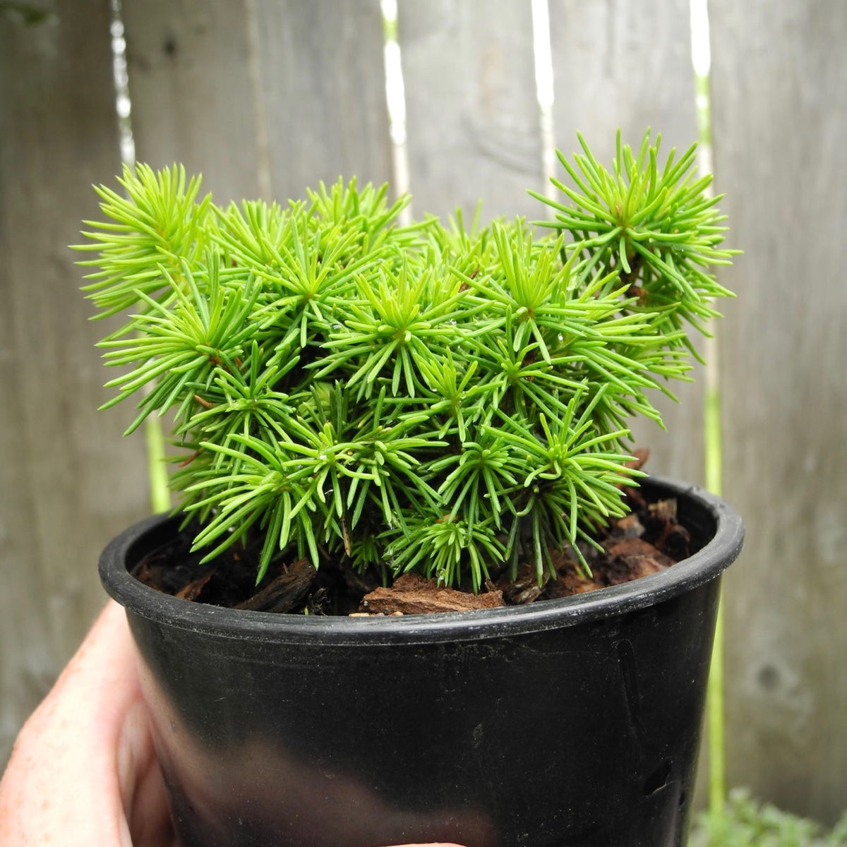 Jana Miniature Norway Spruce  - Picea abies 'Jana'