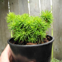 Jana Miniature Norway Spruce  - Picea abies 'Jana'