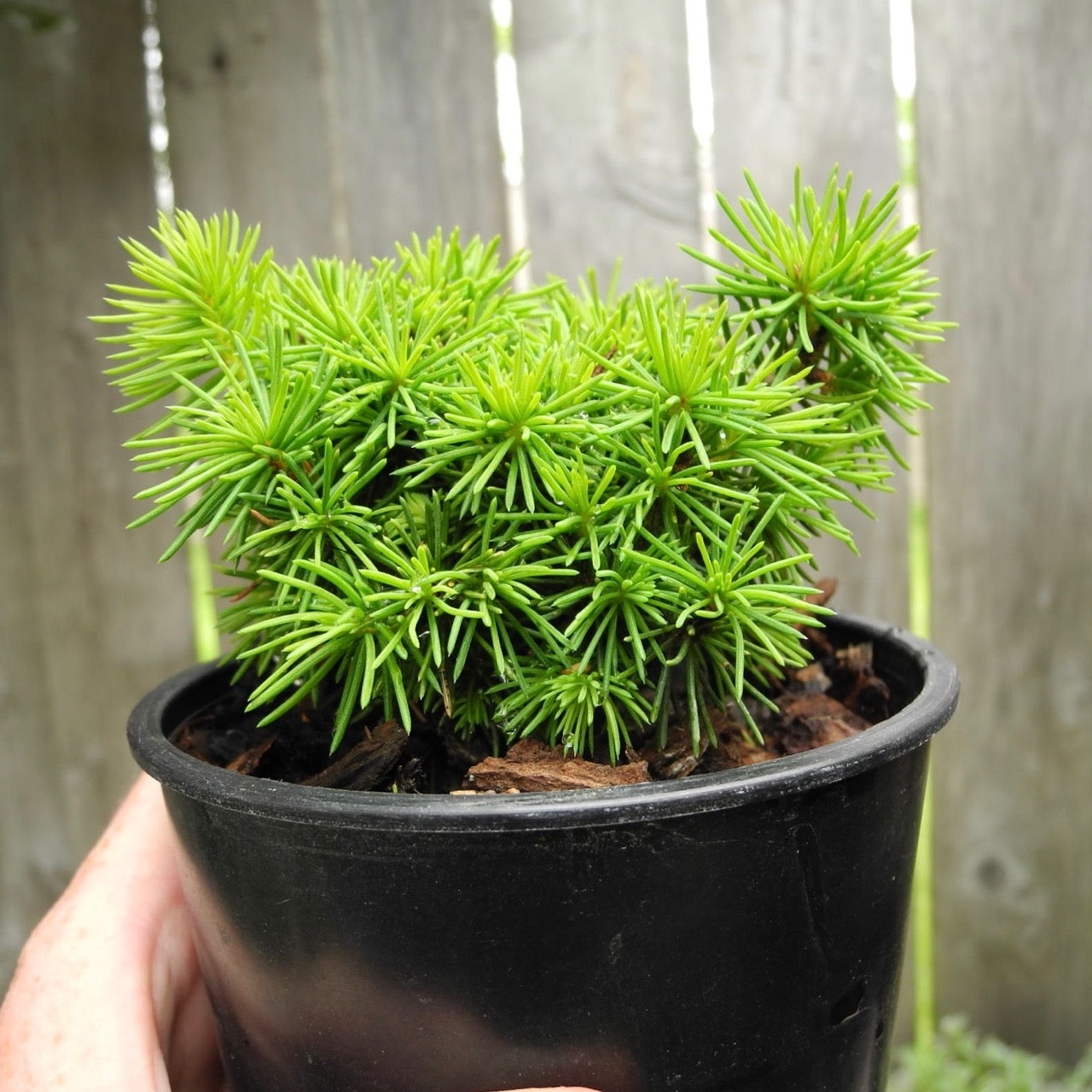 Jana Miniature Norway Spruce  - Picea abies 'Jana'
