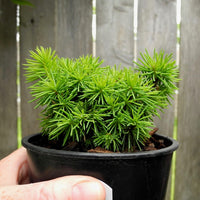 Jana Miniature Norway Spruce  - Picea abies 'Jana'