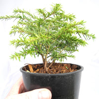 Jeddeloh Dwarf Canada Hemlock - Tsuga canadensis 'Jeddeloh'