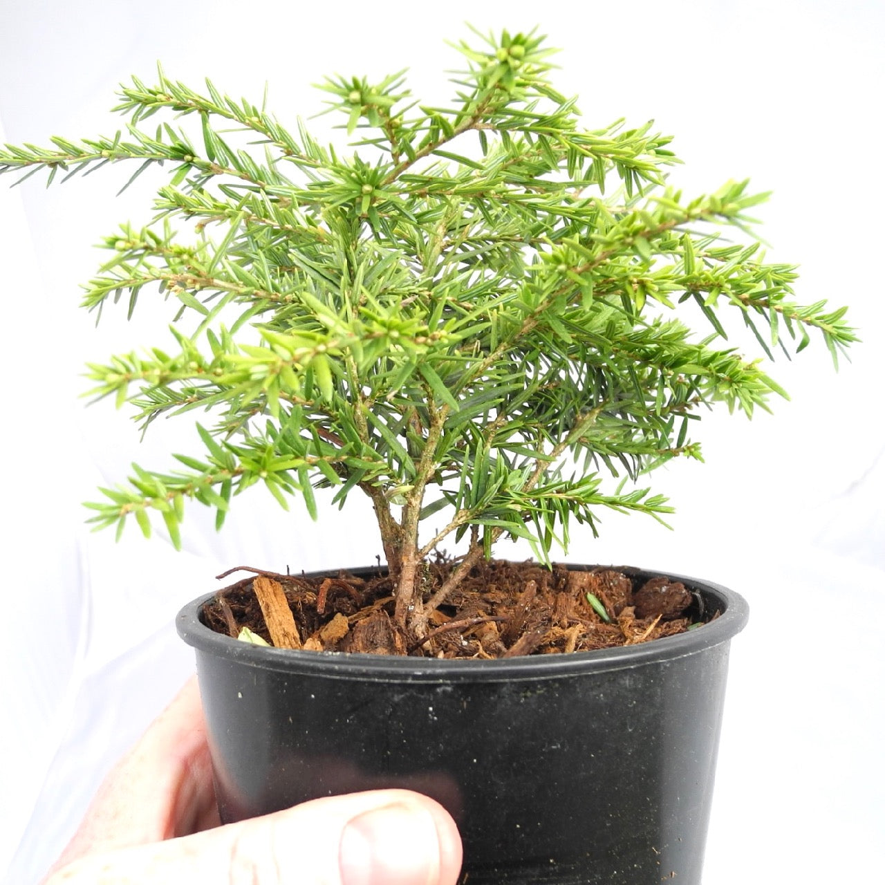 Jeddeloh Dwarf Canada Hemlock - Tsuga canadensis 'Jeddeloh'