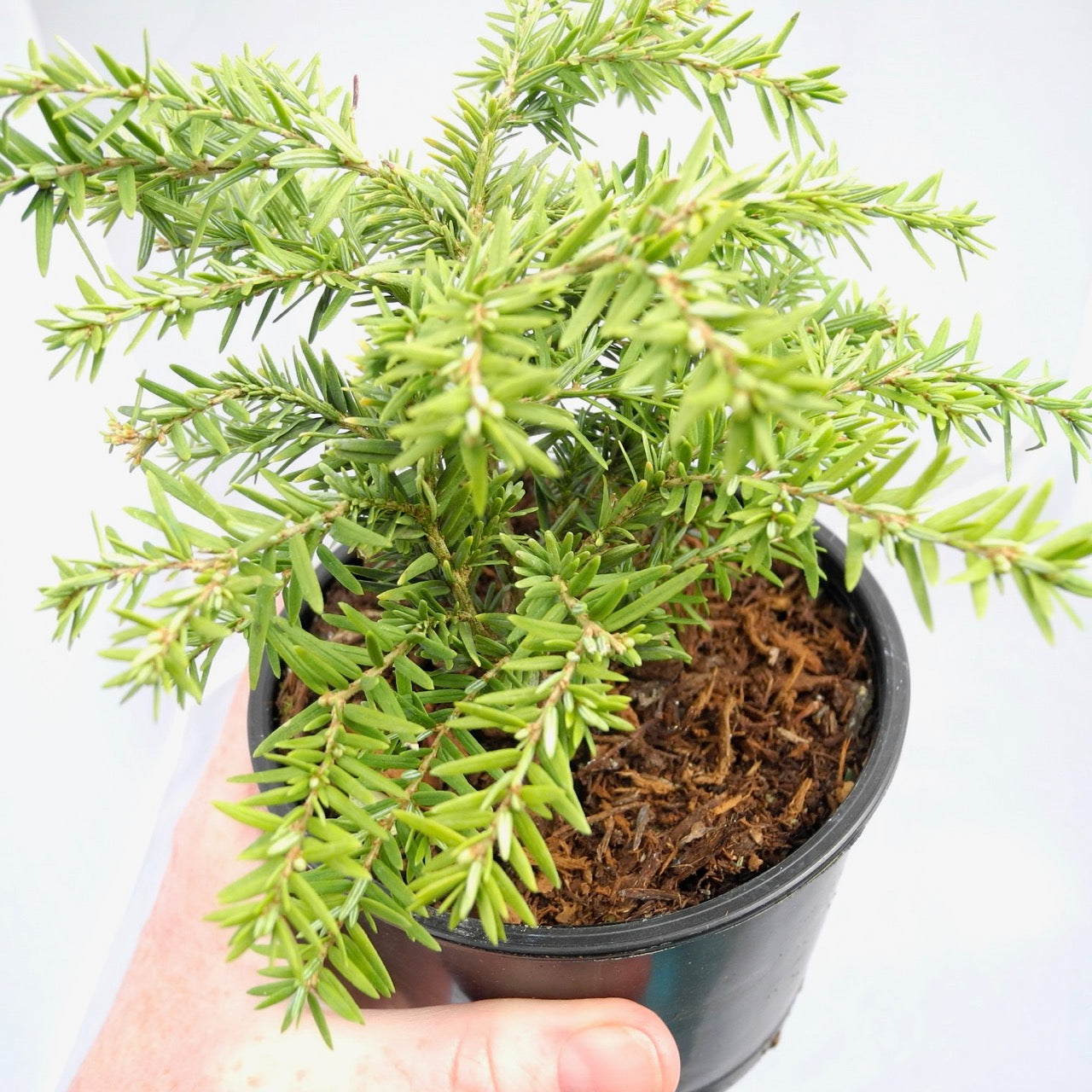 Jeddeloh Dwarf Canada Hemlock - Tsuga canadensis 'Jeddeloh'