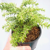 Jeddeloh Dwarf Canada Hemlock - Tsuga canadensis 'Jeddeloh'