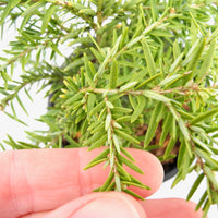 Jeddeloh Dwarf Canada Hemlock - Tsuga canadensis 'Jeddeloh'