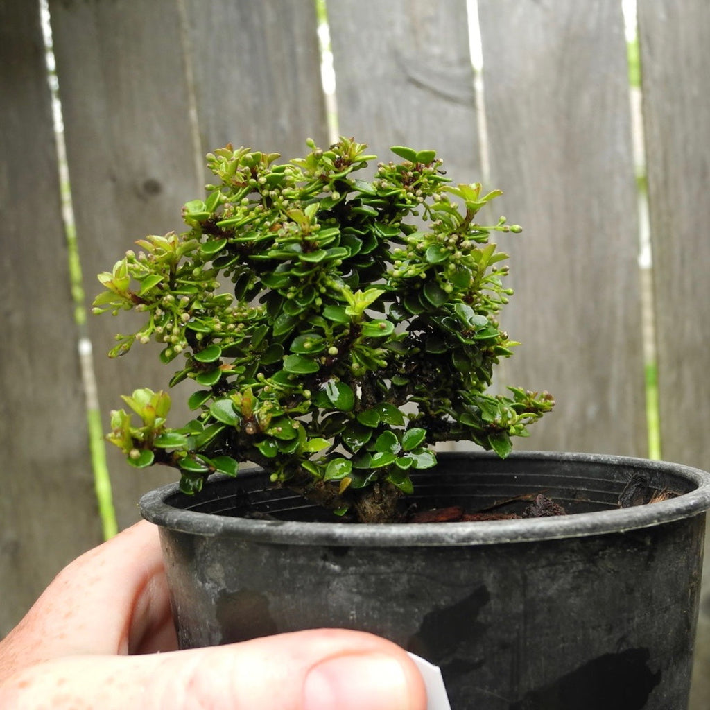 Miniature Garden Tree Jersey Jewel Japanese Holly Ilex crenata