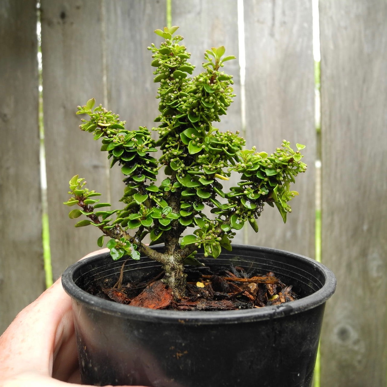 Miniature Garden Tree Jersey Jewel Japanese Holly