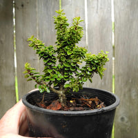 Jersey Jewel Japanese Holly - Ilex crenata 'Jersey Jewel'