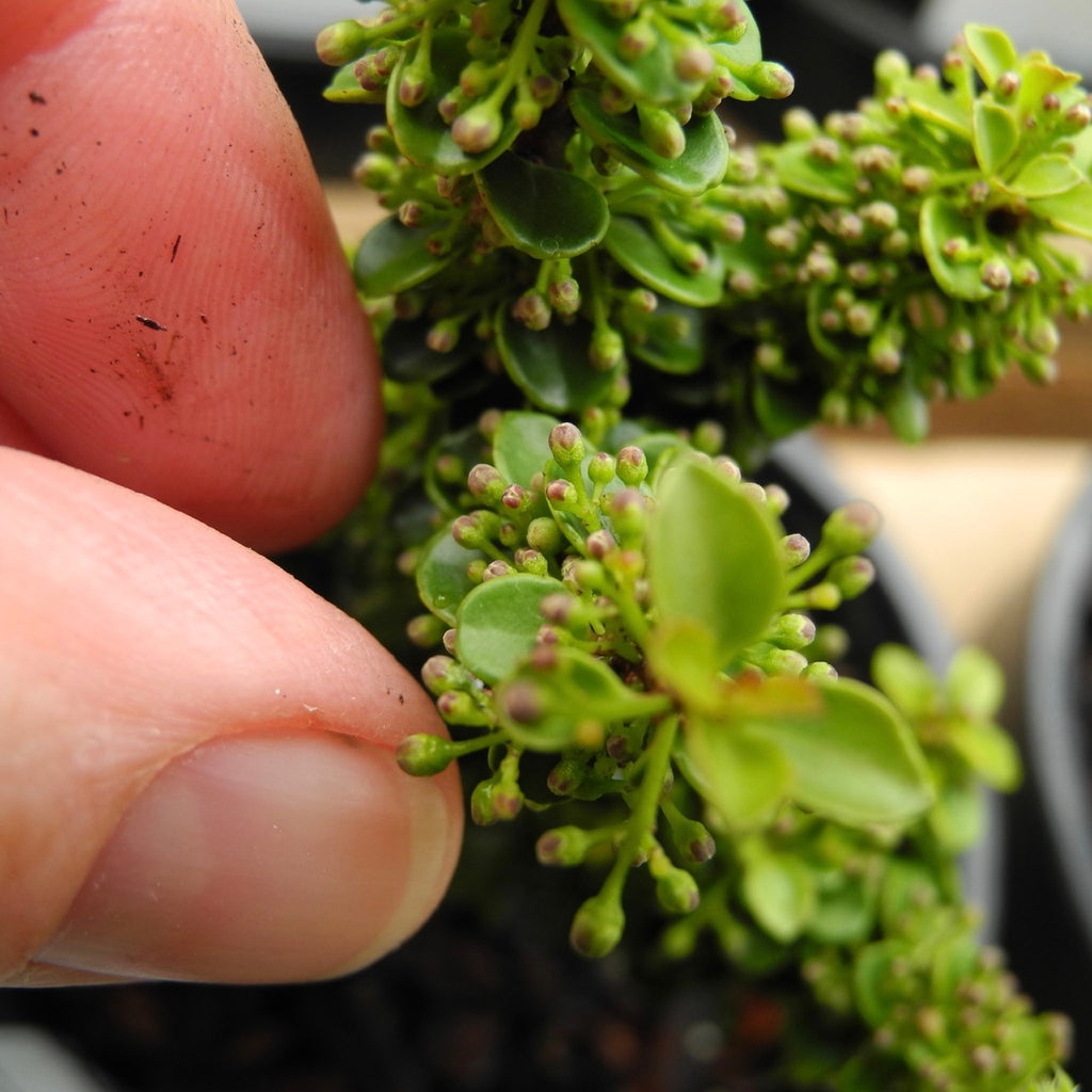 Miniature Garden Tree Jersey Jewel Japanese Holly Ilex crenata