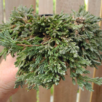 Pancake Juniper - Juniperus horizontalis 'Pancake'