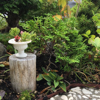 Just Dandy Hinoki Cypress - Chameacyparis obtusa 'Just Dandy'