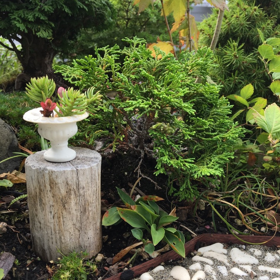 Just Dandy Hinoki Cypress - Chameacyparis obtusa 'Just Dandy'