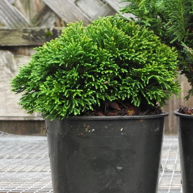 Just Dandy Hinoki Cypress - Chameacyparis obtusa 'Just Dandy'