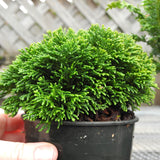 Just Dandy Hinoki Cypress - Chameacyparis obtusa 'Just Dandy'
