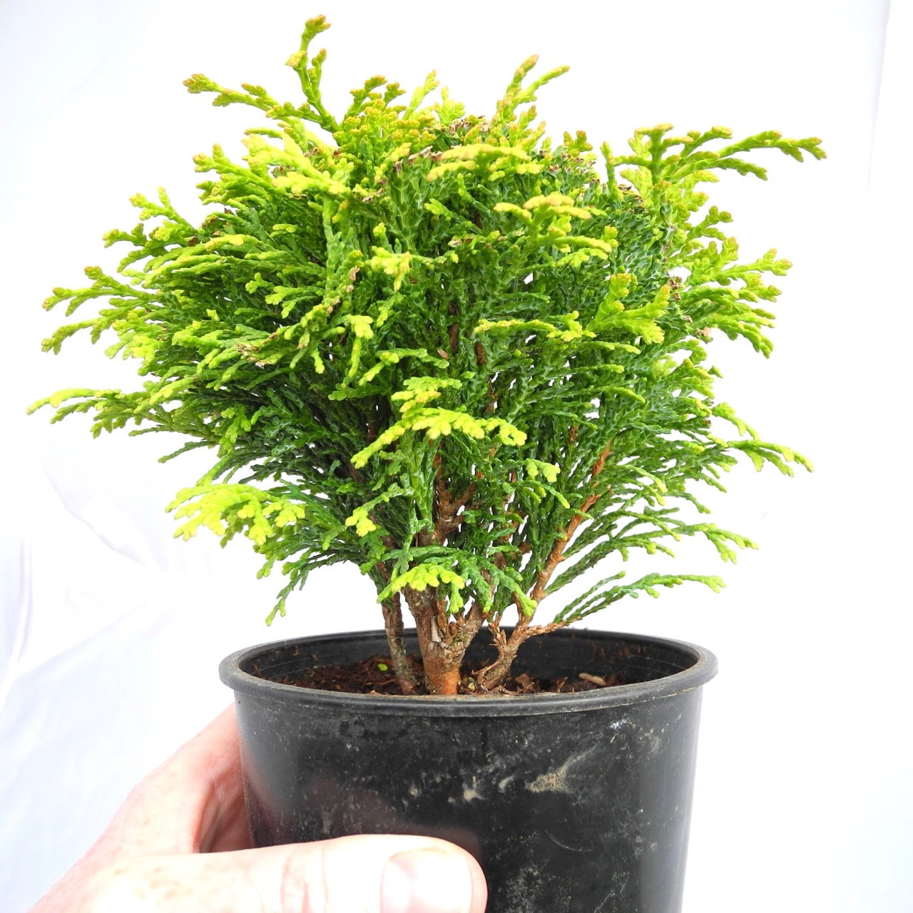 Kerdalo Hinoki Cypress - Chamaecyparis obtusa 'Kerdalo'