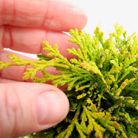 Kerdalo Hinoki Cypress - Chamaecyparis obtusa 'Kerdalo'