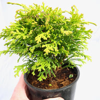 Kerdalo Hinoki Cypress - Chamaecyparis obtusa 'Kerdalo'