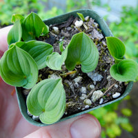 Miniature Lily - Maianthemum bifolum kamtschat. 'Minima'