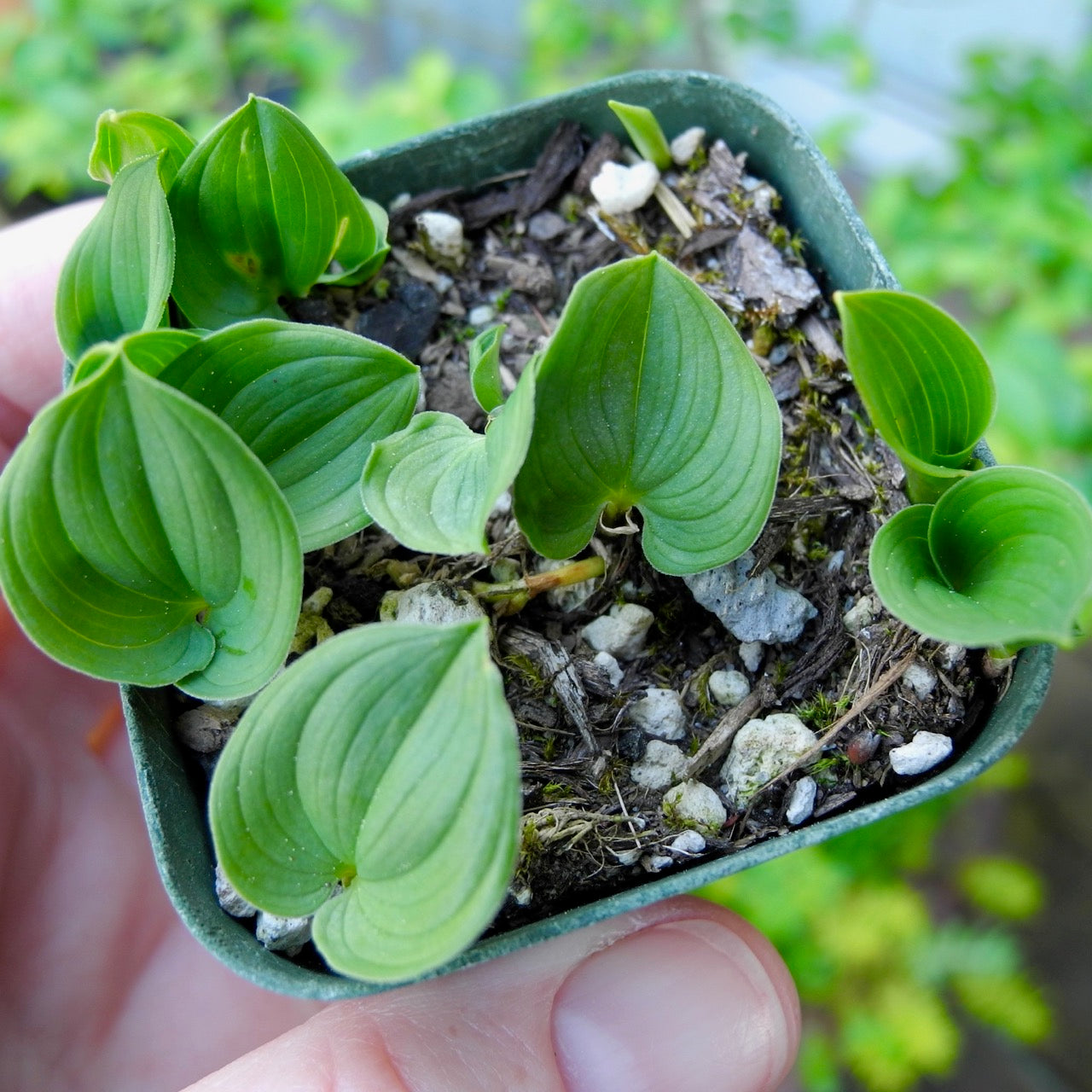 Miniature Lily - Maianthemum bifolum kamtschat. 'Minima'