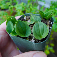 Miniature Lily - Maianthemum bifolum kamtschat. 'Minima'