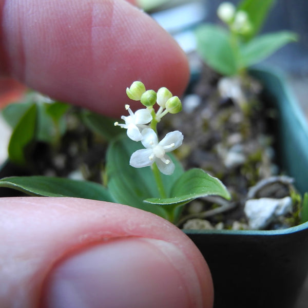 Miniature Lily - Maianthemum bifolum kamtschat. 'Minima'