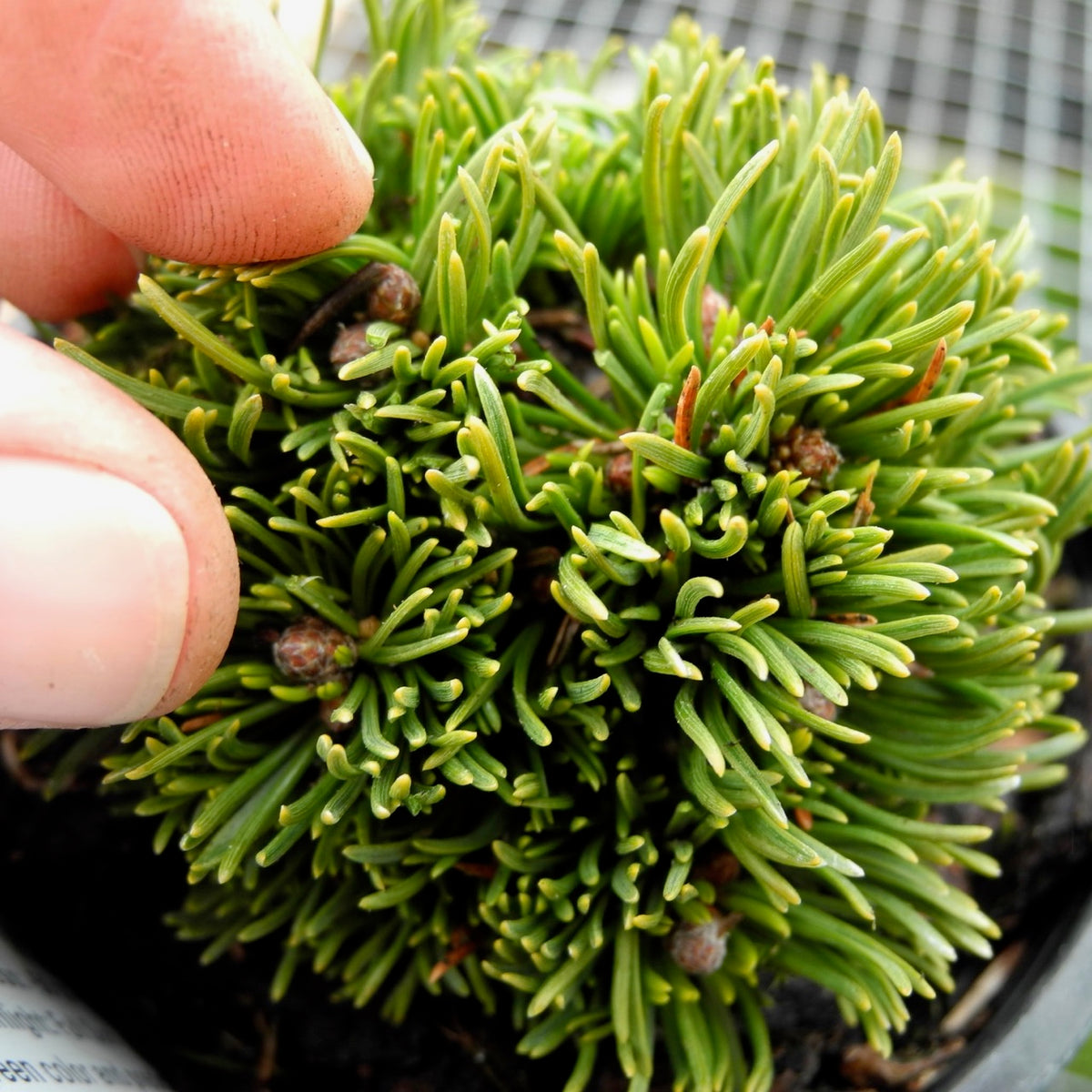 Michelle Miniature Mugo Pine - Pinus mugo 'Michelle'
