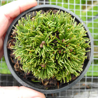 Michelle Miniature Mugo Pine - Pinus mugo 'Michelle'